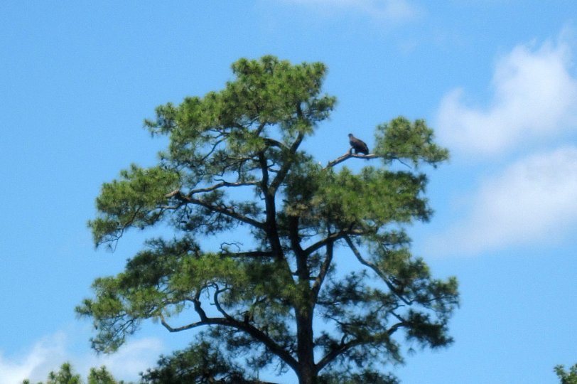 20130622_1226_Immature bald eagle